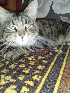 Юморные ролики