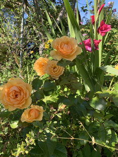 Розы 🌹 