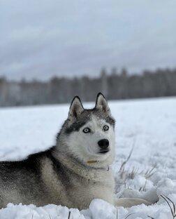 Белка 🐺