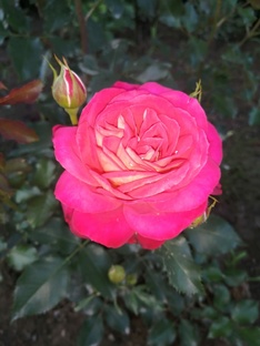 Розы в моём саду