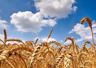 Азбука культур "Акрон"