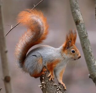 Хвостолапые миниатюры