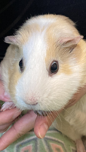 Милая морская свинка Бантик