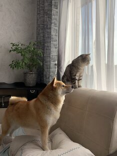 Жизнь замечательных зверей - ЖЗЗ