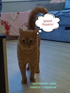 Забавные картинки и подписи.