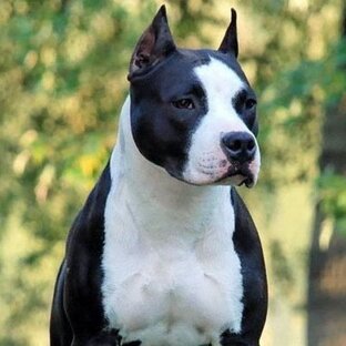 Хроники Доры