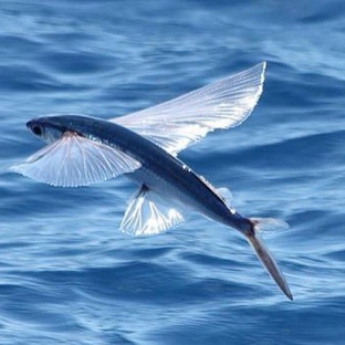 Летучая рыба: секреты полёта над океаном