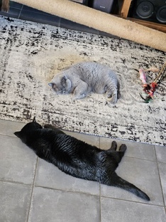 Кошки и птички