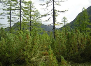 Ботанические памятники Зеи