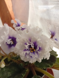 Выставочно-фестивальное