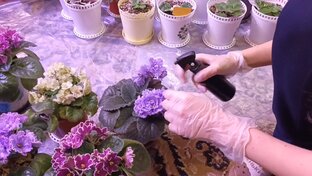 Борьба с Вредителями на сортовых фиалках! 