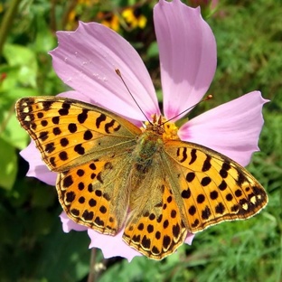 Крапивница: секреты бабочки с оранжевыми крыльями