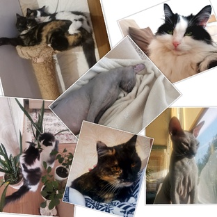 Мои Дуси 😼😺😽