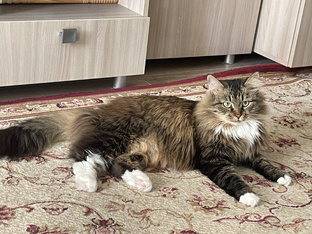 Будни кота