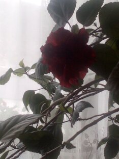 роза расцвела