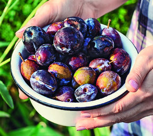 Косточковые: фрукты и ягоды