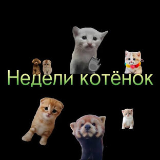 Недели котёнок