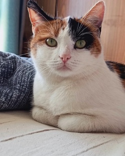 Кошачья принцесса