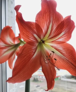 ГИППЕАСТРУМЫ