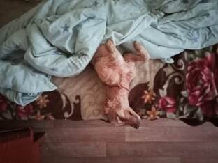 Радость Ярославны.