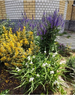 Мои многолетники