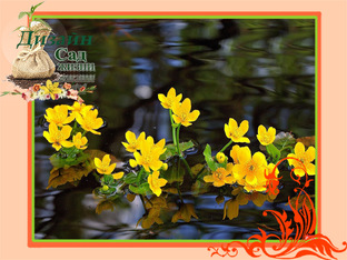 ТОПы  растений для сложных условий