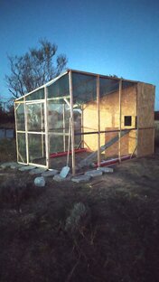 Уличный курятник 