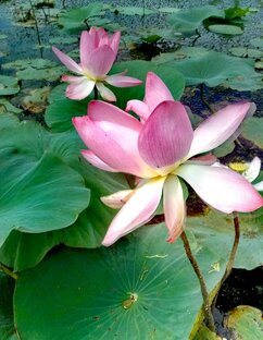 Волжские берега