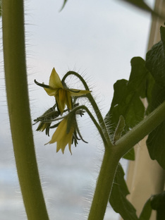 Огород на подоконнике 🍅