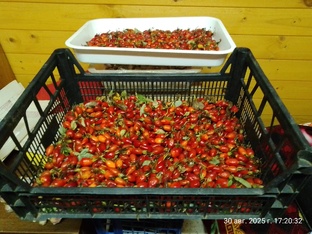 ДНЕВНИК ОГОРОДА. 2026 г. 