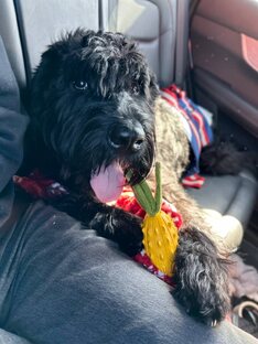 Ризенешнауцер Патрик и его путь