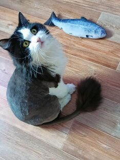 Котик нашёл рыбку🐟🐠