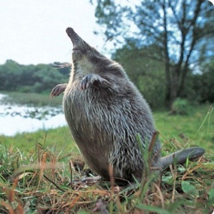 Выхухоль: загадка природы с носом-антенной