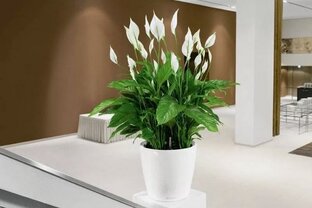 Спатифиллум