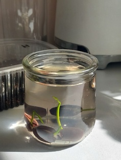 Лотос на подоконнике