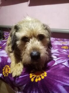 Рэксик. Сейчас живет в Ачите.