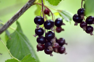 Смородина, крыжовник, жимолость