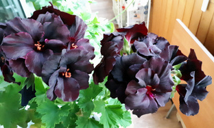 О королевской пеларгонии