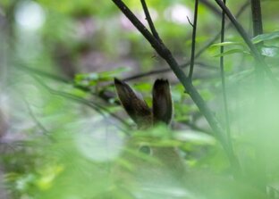 Почти правдивая история;)