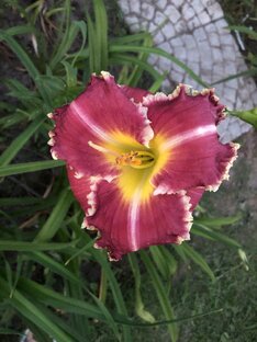 Лилейник- один из любимых растений в саду