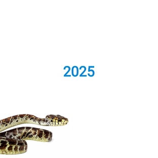 2025 год