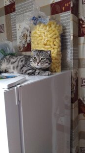 Ковиша 