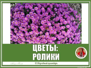 ЦВЕТЫ: РОЛИКИ