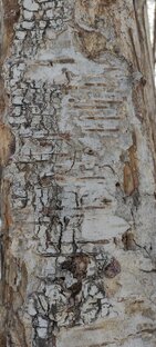 Охота за текстураси