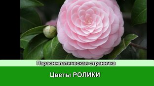 Цветы