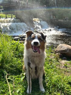 Статьи про аусси