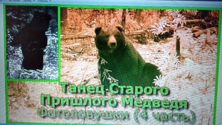 Медведи Степаныча