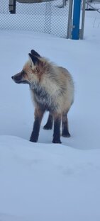 Дикие животные среди людей 