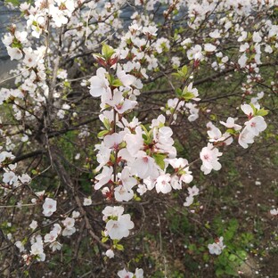 Расцвели абрикосы в саду