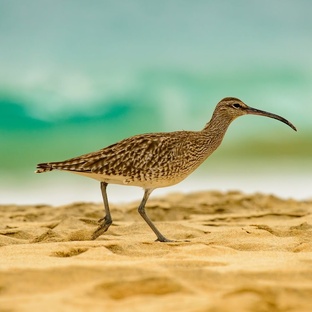 Кроншнеп: тайны жизни самого загадочного кулика
